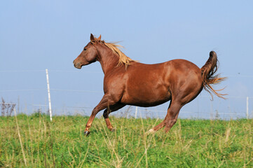 Fototapeta na wymiar American Quarter Horse auf der Weide