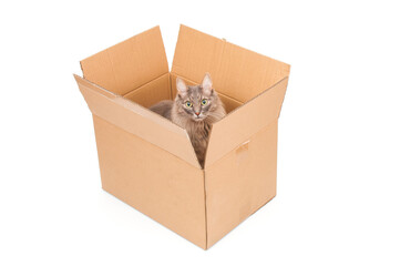 Gray cat in cardboard box isolated on white background