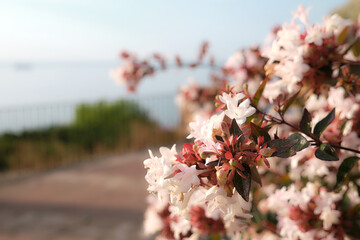 Flores de verano en Tarragona
