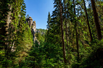 Las skała drzewa przyroda czechy skalne miasto adrspach © Dariusz