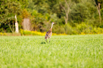 Mature Sandhill Crane (Grus Canadensis) at distance in a hayfield during late summer, selective focus, background and foreground blur
