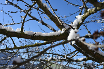 snow on branches melts in sunny weather