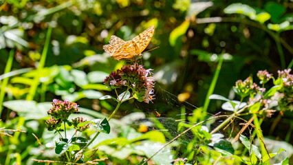 Wonderful splendor of a tiger butterfly
