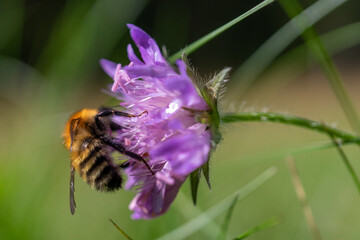 Shaggy bumblebee on a shaggy flower