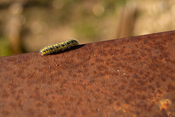 Oruga de la col caminando sobre viga de hierro oxidado
