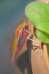 Butterfly Deilephila elpenor (elephant hawk moth)