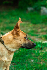 Dog with funny ears portrait on green background