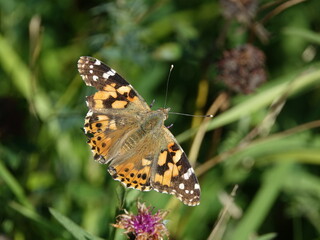 Fototapeta na wymiar painted lady butterfly (Vanessa cardui)
