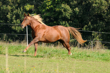 American Quarter Horse auf der Weide
