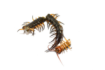 Centipede isolated on white background