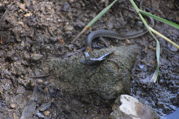 Snake Hunted for Fish and Red Ant on Snake