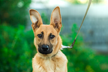 Surprised and expressive dog on a leash with big ears, portrait