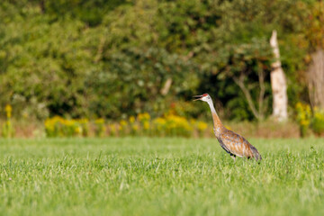 Mature Sandhill Crane (Grus Canadensis) at distance in a hayfield during late summer, selective focus, background and foreground blur
