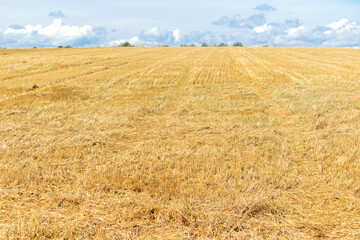 Gold field of wheat after harvest. Mowed wheat fields under beautiful blue sky