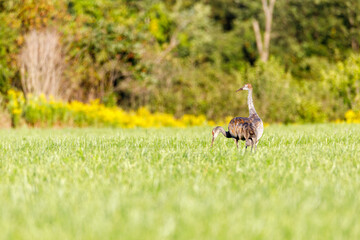 Obraz na płótnie Canvas Immature Sandhill Cranes (Grus Canadensis) at distance in a hayfield during late summer, selective focus, background and foreground blur 