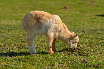 Ziege mit Jungtier im Fr&uuml;hjahr	