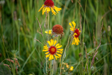 yellow flower in the grass