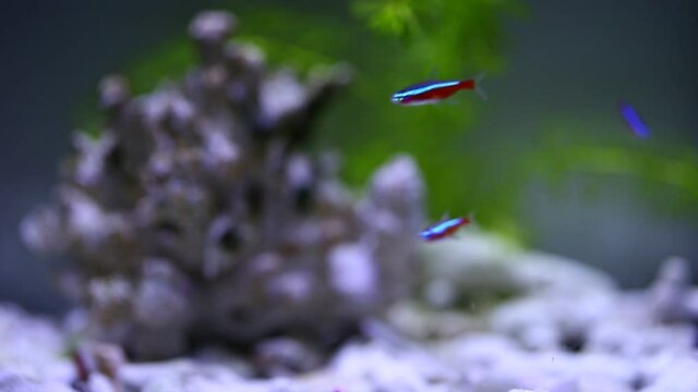 cardinal neon fish in the aquarium

