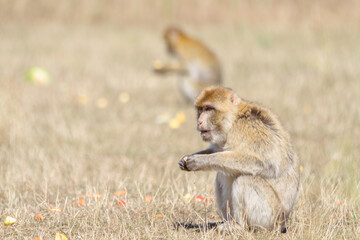 Macaque de Barbarie