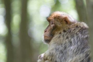 Macaque de Barbarie