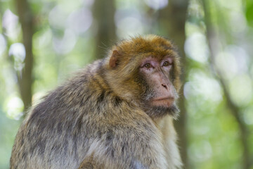 Naklejka na ściany i meble Macaque de Barbarie