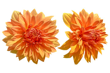 couple of orange dahlia flowers isolated on white