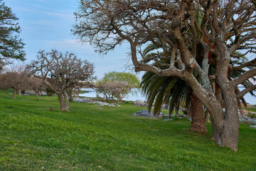 natural park on the coast of the river with trees against the water in Colonia Uruguay