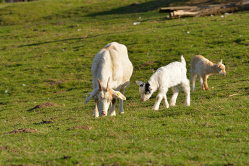 Ziege mit Jungtier im Frühjahr	