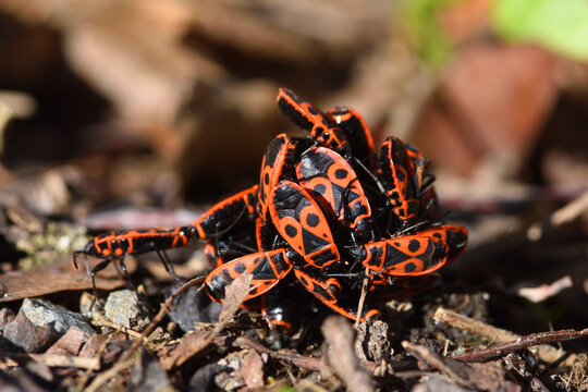 Gemeine Feuerwanzen auf dem Waldboden im Fr&uuml;hjahr	