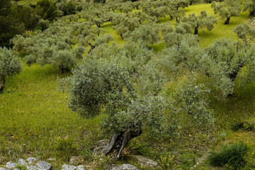 Olivar de Pastoritx. Valldemossa. Mallorca. Baleares.España.