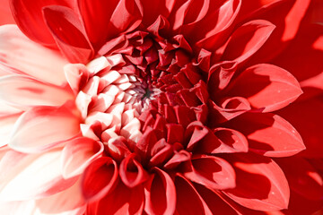 red dahlia flower macro