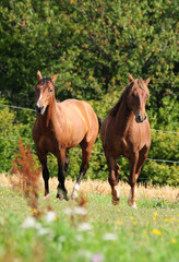Fototapeta premium Zweijährige American Quarter Horse Hengste