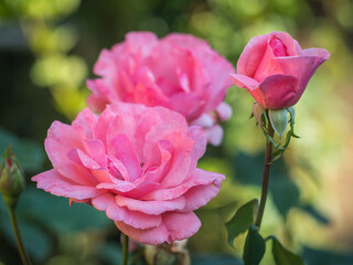 ROSE QUEEN ELIZABETH