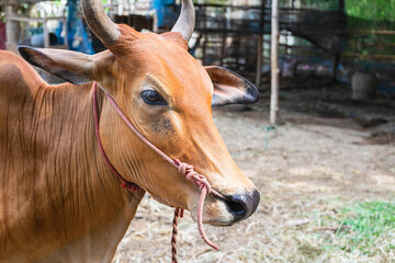Cows and calves on the farm