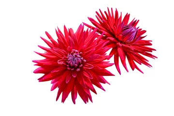 Foto op Plexiglas Bloemenwinkel paar rode dahlia bloemen geïsoleerd op wit