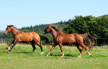 Fototapeta premium Zweijährige American Quarter Horse Hengste