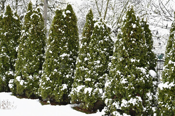 snow on thujas in winter