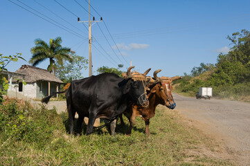 Oxen, Vinales, Pinar del Rio Province, Cuba, Central America.