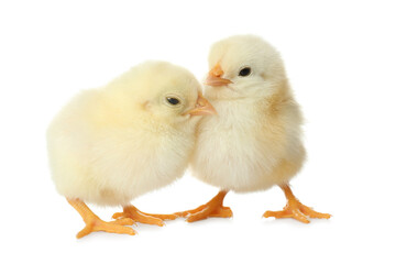 Obraz premium Cute fluffy baby chickens on white background. Farm animals