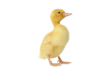 Cute fluffy gosling on white background. Farm animal