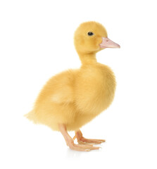 Cute fluffy gosling on white background. Farm animal