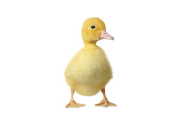 Cute fluffy gosling on white background. Farm animal
