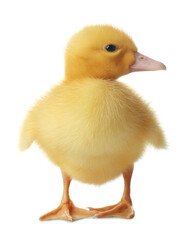 Cute fluffy gosling on white background. Farm animal