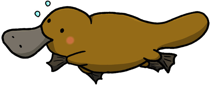 Ornithorhynchidae Billeder Gennemse 4,707 stockfotos, vektorer og