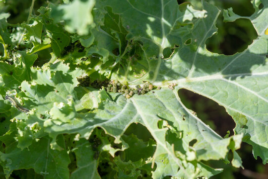 Raupenkot Bilder Durchsuchen 254 Archivfotos, und