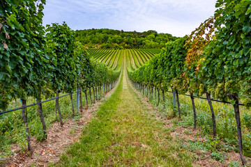 Fototapeta na wymiar beautiful green vineyard rows 