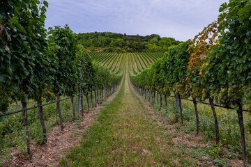 Fototapeta na wymiar green vineyards rows 