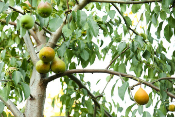 Pear tree with ripe fruits in garden