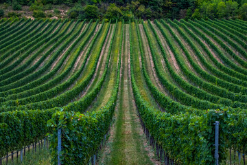 Fototapeta na wymiar green vineyards rows on summer time 