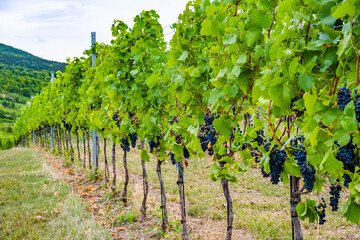 Fototapeta na wymiar grapes in green vineyard 
